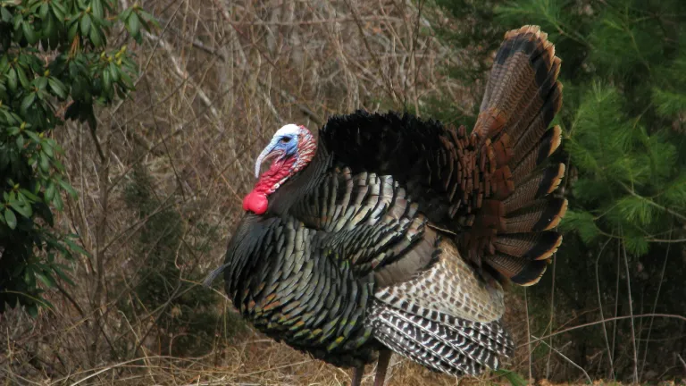 a turkey standing on a grassy lawn