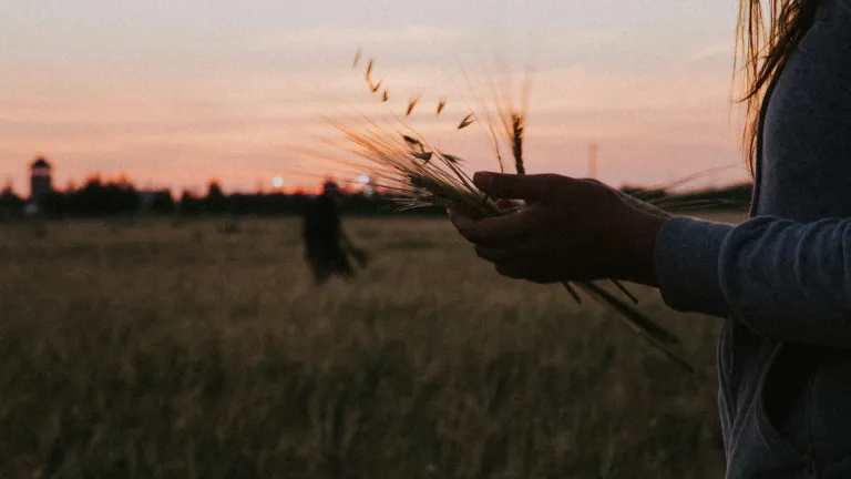 Pentecost celebrates the giving of the Holy Spirit and the beginning of God’s Church—marking the start of a spiritual harvest through the power of God working in His people. A woman holding some grain in her hands.