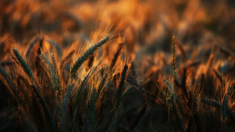 Close up of wheat field during golden hour