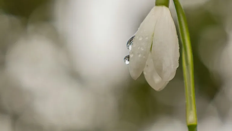 White flower drooping down