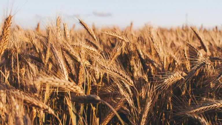 a field of grain