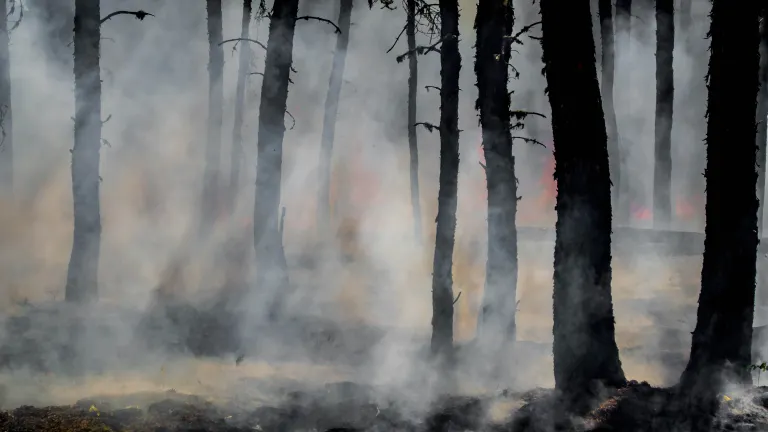 Photo of burned trees in forest.