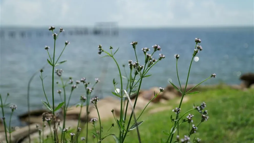 Aransas Pass Texas FOT