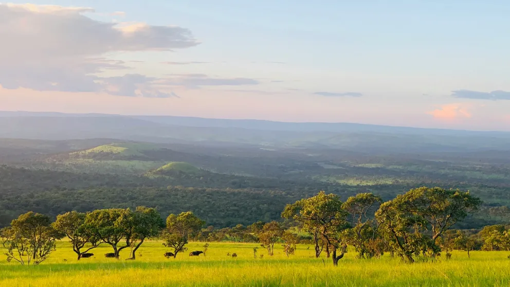 a green field with trees and cloudy skies