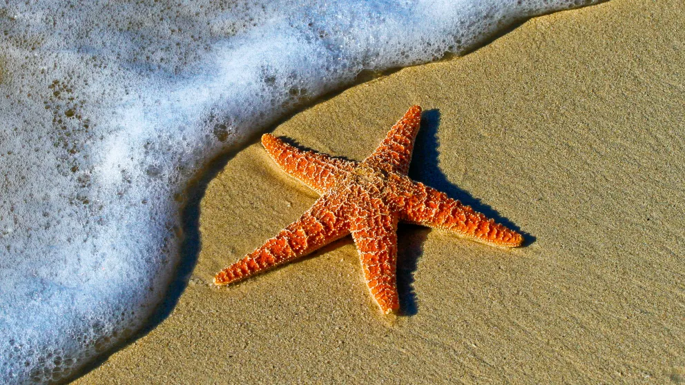 a starfish on the side with an ocean wave approaching
