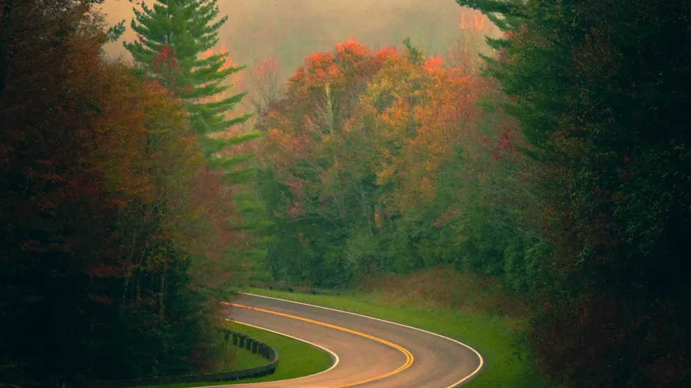 a winding road leading through autumn-colored trees in a fog