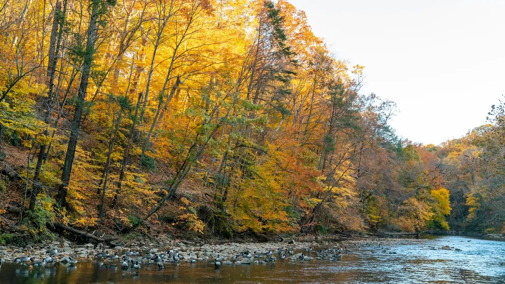 autumn colored trees standing behind a body of water