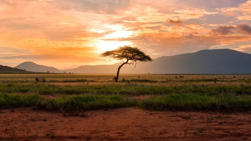 a lone tree in an African safari landscape with rolling mountains in the distance under a sunset gold sky