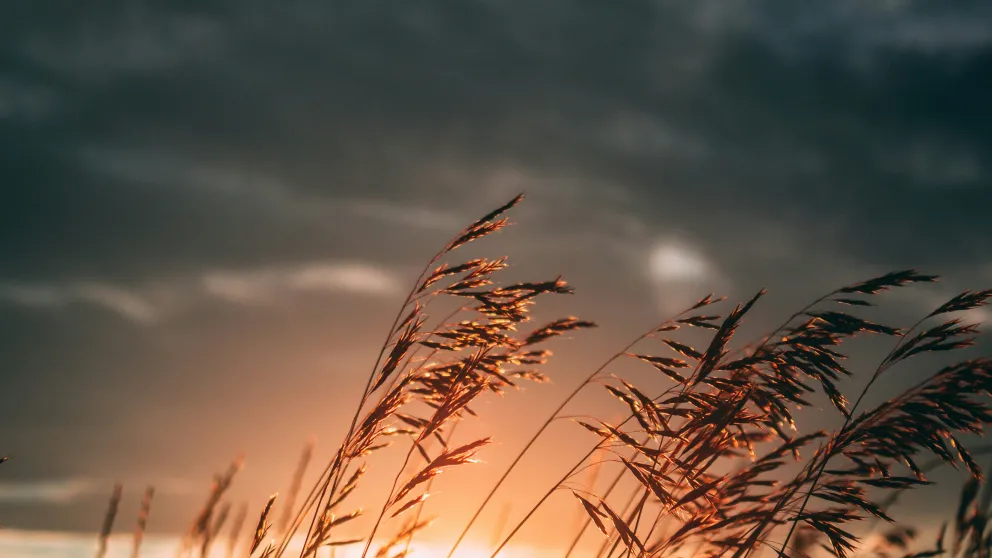 tall grasses blowing in the wind at sunset