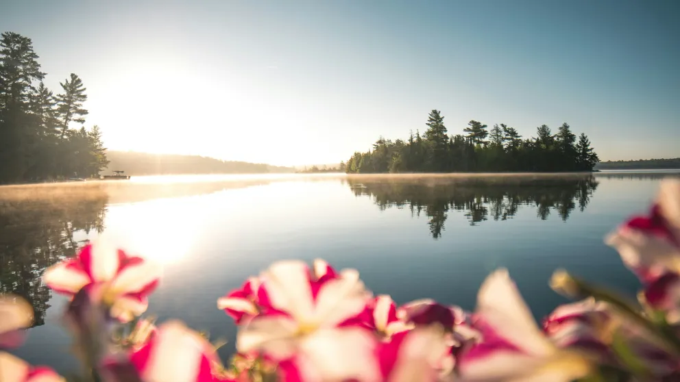 a lake with pink and white flowers in the foreground and an island in the background