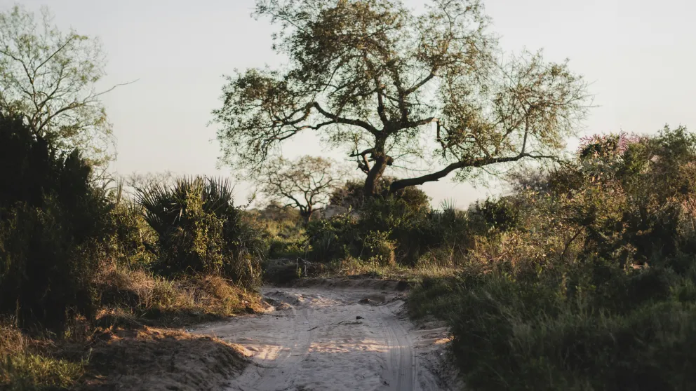 a dirt path with shrubs on either side, and a tree at the end of the path