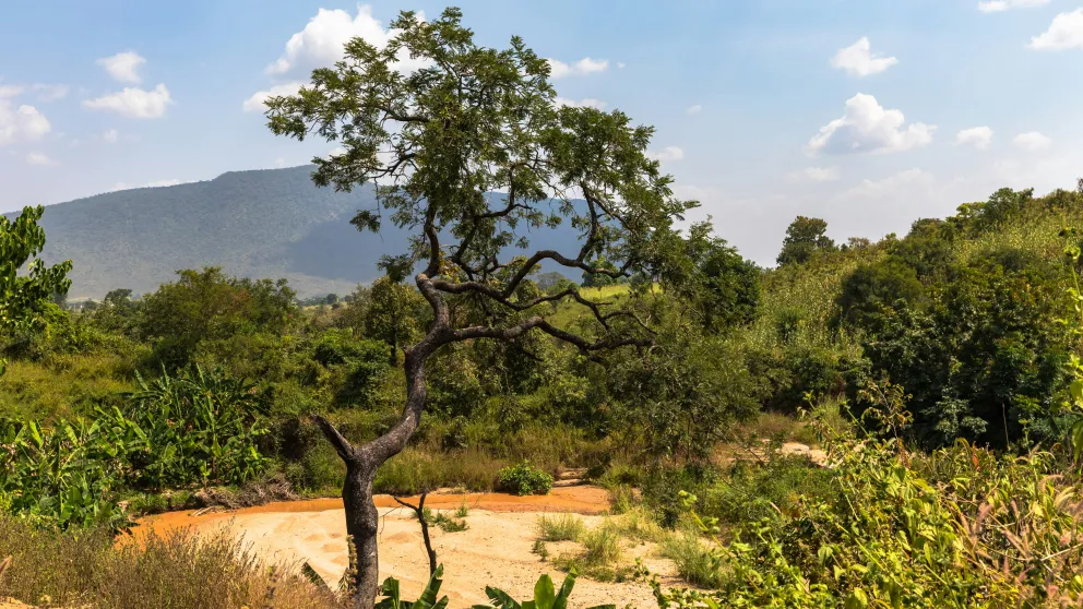 trees and shrubs with a mountain in the background