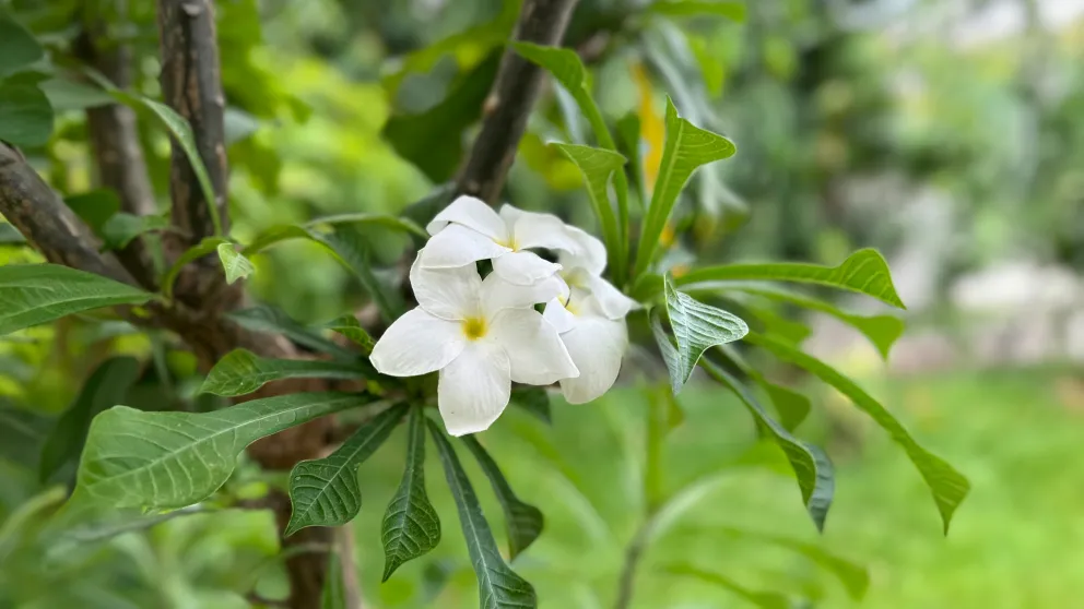 a white flower on a bush with a green field in the background