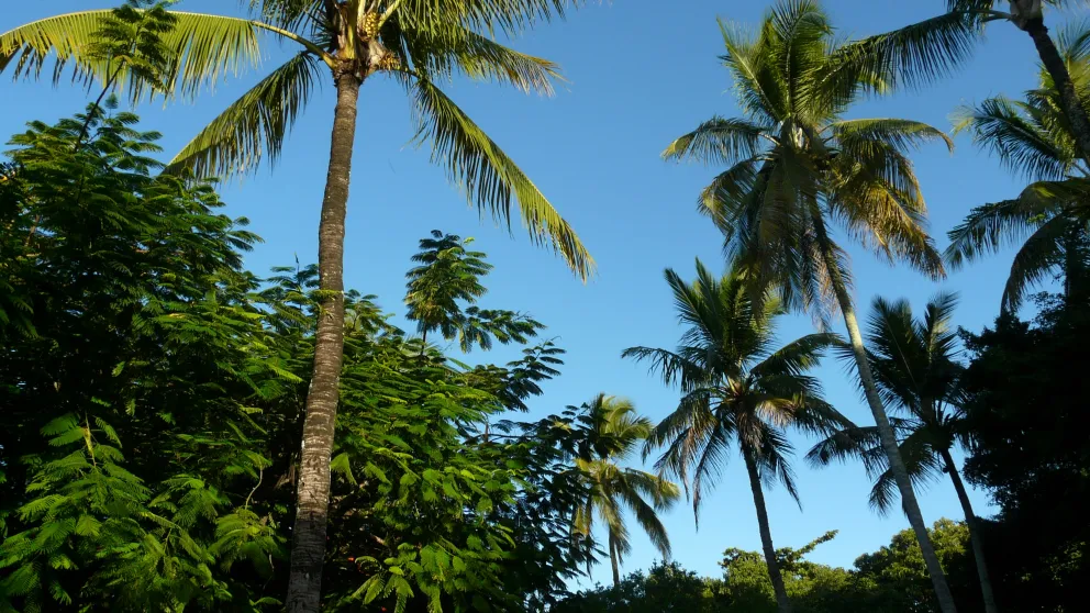 palm trees under a blue sky