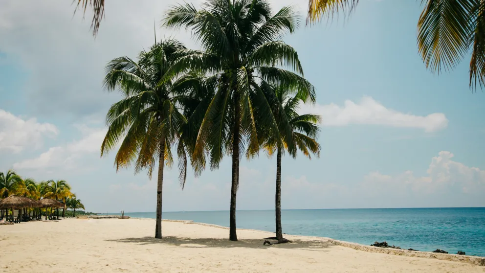 a group of palm trees standing on a beach