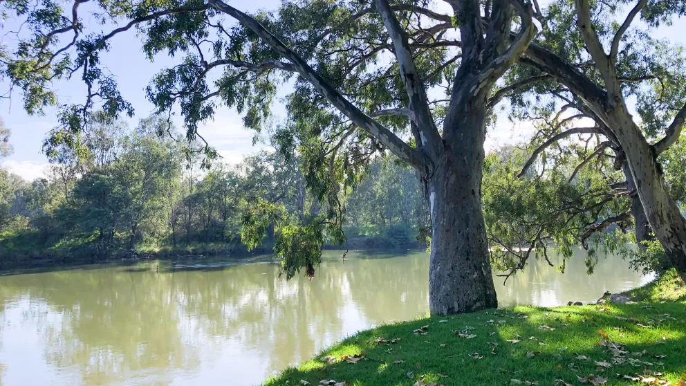 trees overhanging a lake