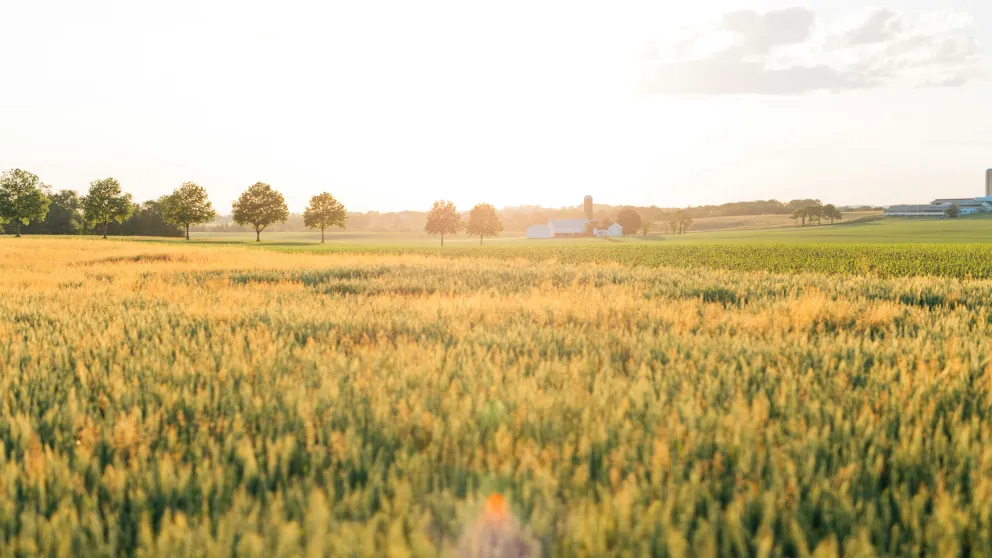 a farm field under a cloudy sky with sunshine
