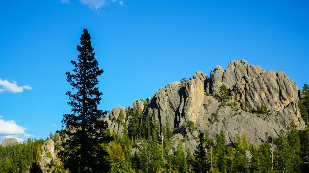 Custer State Park, South Dakota, USA