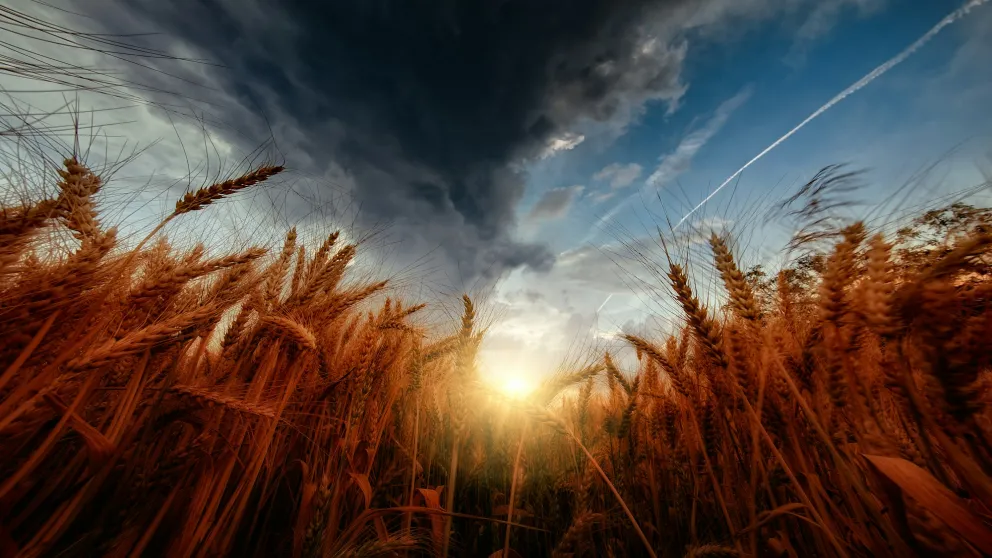 Field