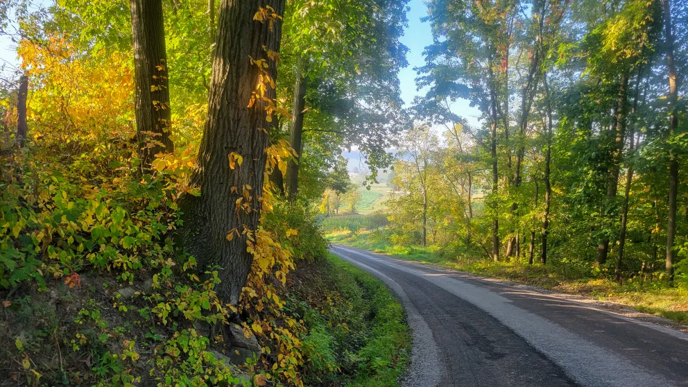 a road running through green and yellow trees