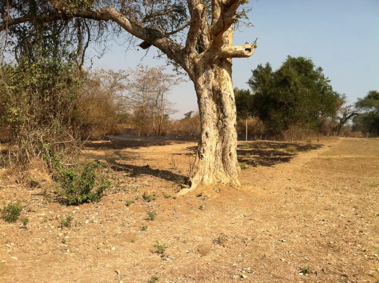Zambia Countryside