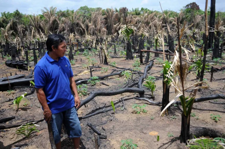 Man standing in a burned cassava field