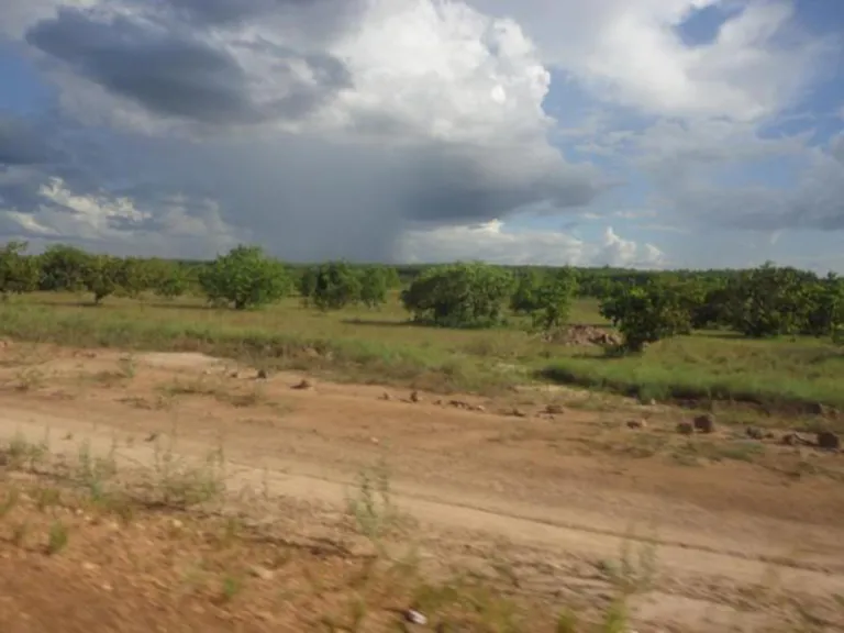 An open field with trees