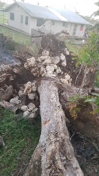 Downed Tree