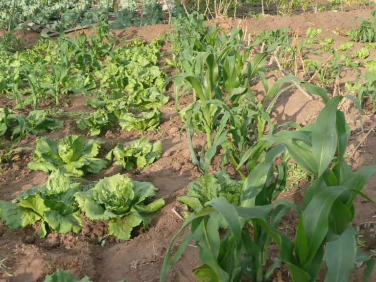 lettuce crop