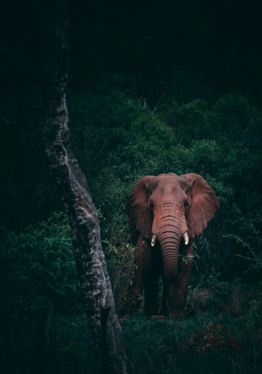 Master emotions 3 An elephant in the jungle