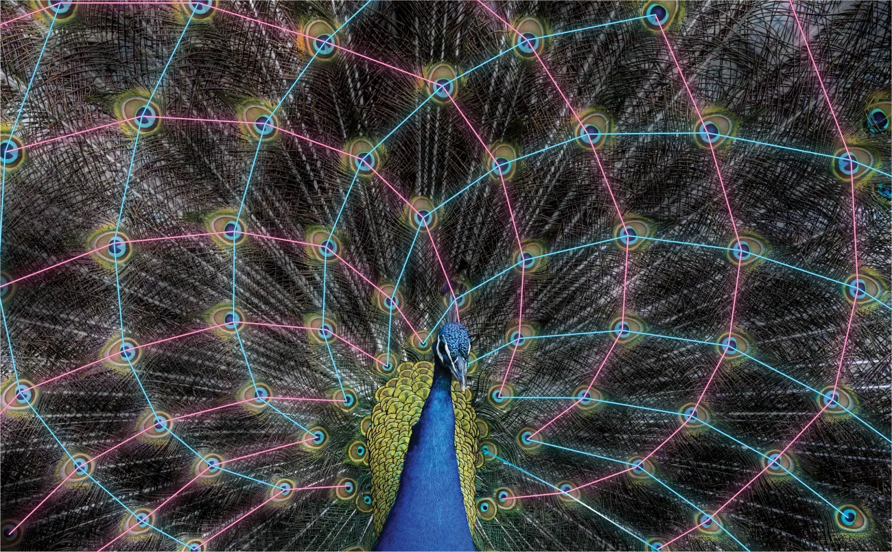 The peacock’s feathers form a complex pattern with pairs of complementary spirals in opposing directions. A peacock's tail with lines showing the repeating pattern of the eyes