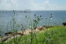 Aransas Pass Texas FOT