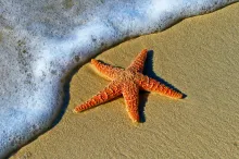 a starfish on the side with an ocean wave approaching