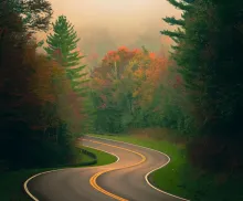 a winding road leading through autumn-colored trees in a fog