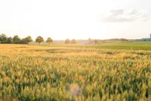 a farm field under a cloudy sky with sunshine