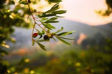 a branch with ripening olives with mountains in the background