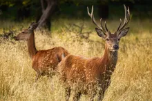 a male and a female deer