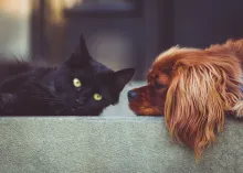 a black cat and a ginger-colored dog lying side by side on a concrete wall