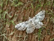 a white both with gray speckles resting on the trunk of a tree