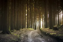 A stone path through a forest