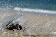 Water splash