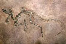 Dinosaur fossils embedded in a rock.