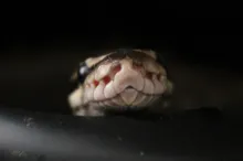 Upclose photo of a snake's head.
