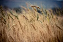 A wheat field up close.