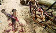 A crown of thorns, nails, hammer and post.