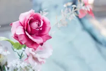 A rose by a grave site.