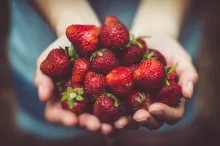 A woman's hands cupped holding strawberries.