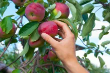 A hand picking an apple from a tree.