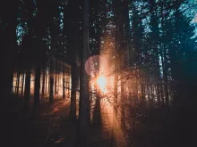 Sun rays shining through a forest of trees.