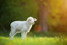 A lamb in a green field.